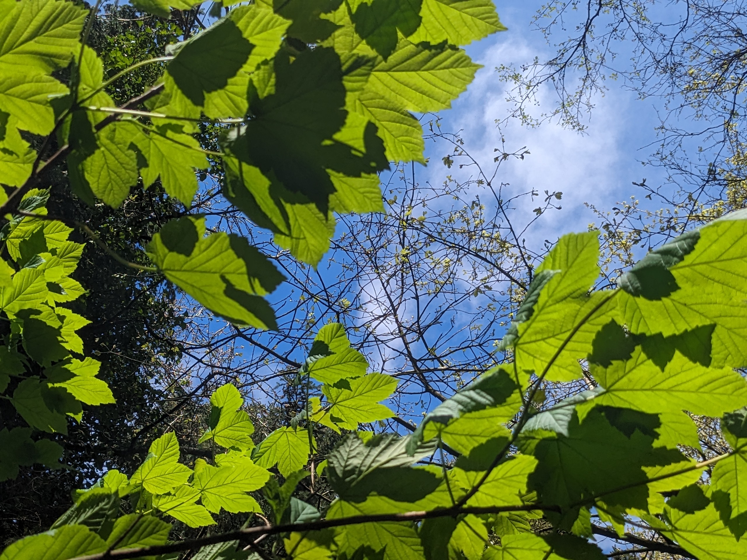 Trees_and_Sky